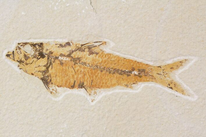 Bargain, Fossil Fish (Knightia) - Wyoming #89159